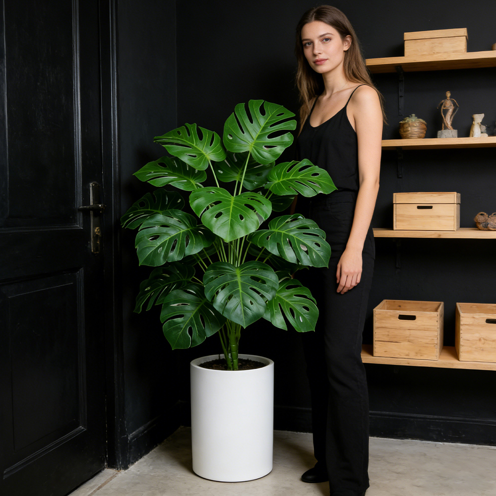 ต้นมอนสเตอร่าเทียมขนาดใหญ่ 40- - Monstera Adansonii บทวิจารณ์และราคา