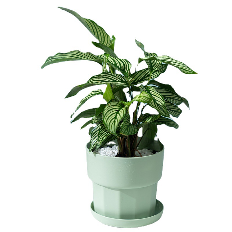 กระถางต้นไม้พลาสติกเรซิ่นแบบมิ - Aloe Vera Pot บทวิจารณ์และราคา