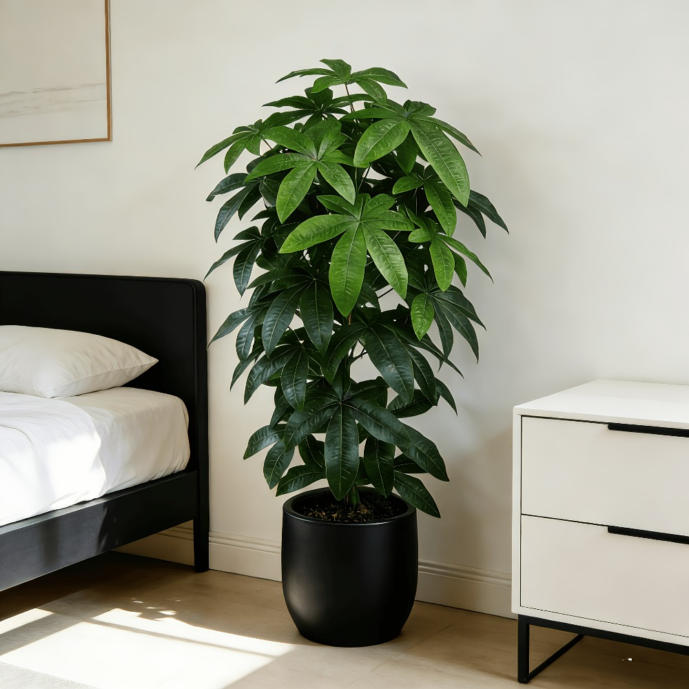 ต้นไม้เงินประดิษฐ์พัชรีรา อควา - Dracaena Marginata บทวิจารณ์และราคา